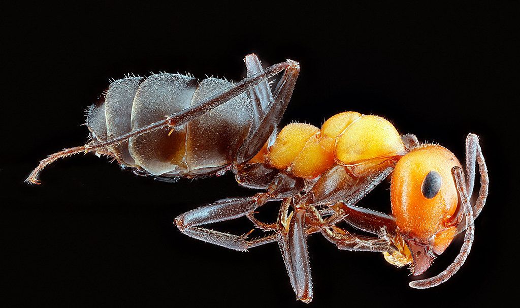 Ant Control service in Palm Harbor, FL