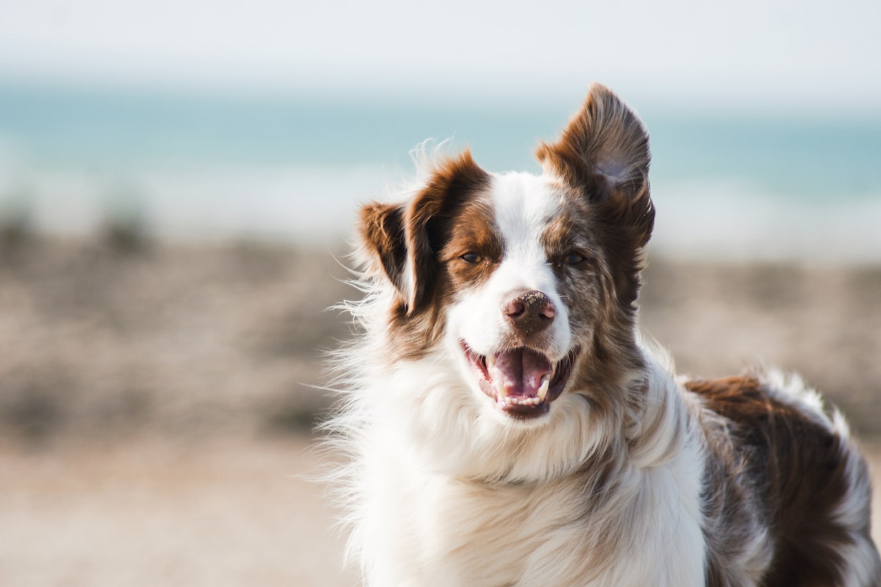 Flea & Tick Control service in Palm Harbor, FL