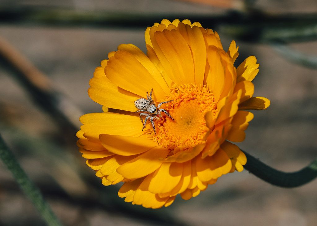 Spider Control service in Palm Harbor, FL